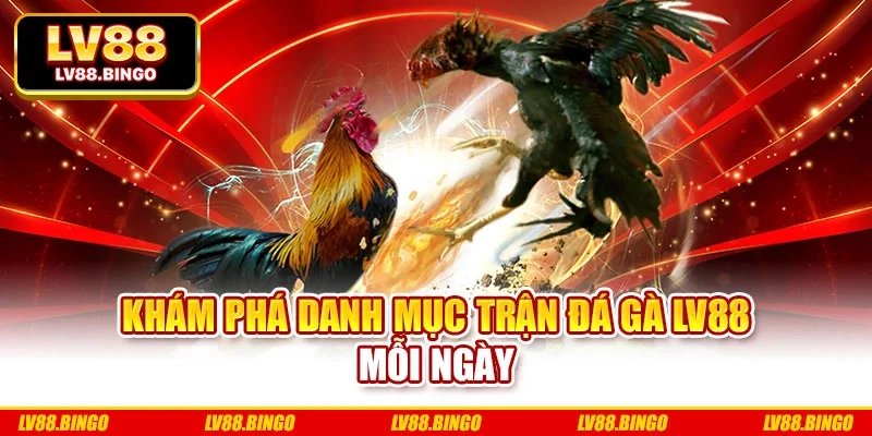 Khám phá danh mục trận đá gà LV88 mỗi ngày